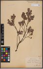 Foto von Salix aurita L. x Salix myrtilloides L.